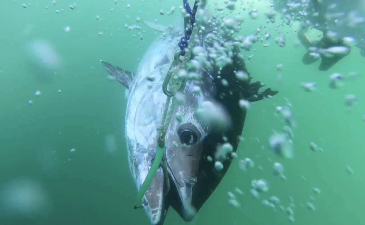 The world’s most expensive fish – caught by rod in Sweden