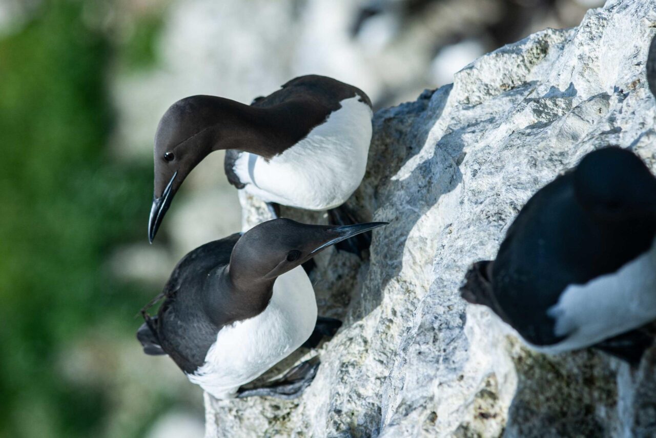 No tourists – no guillemots