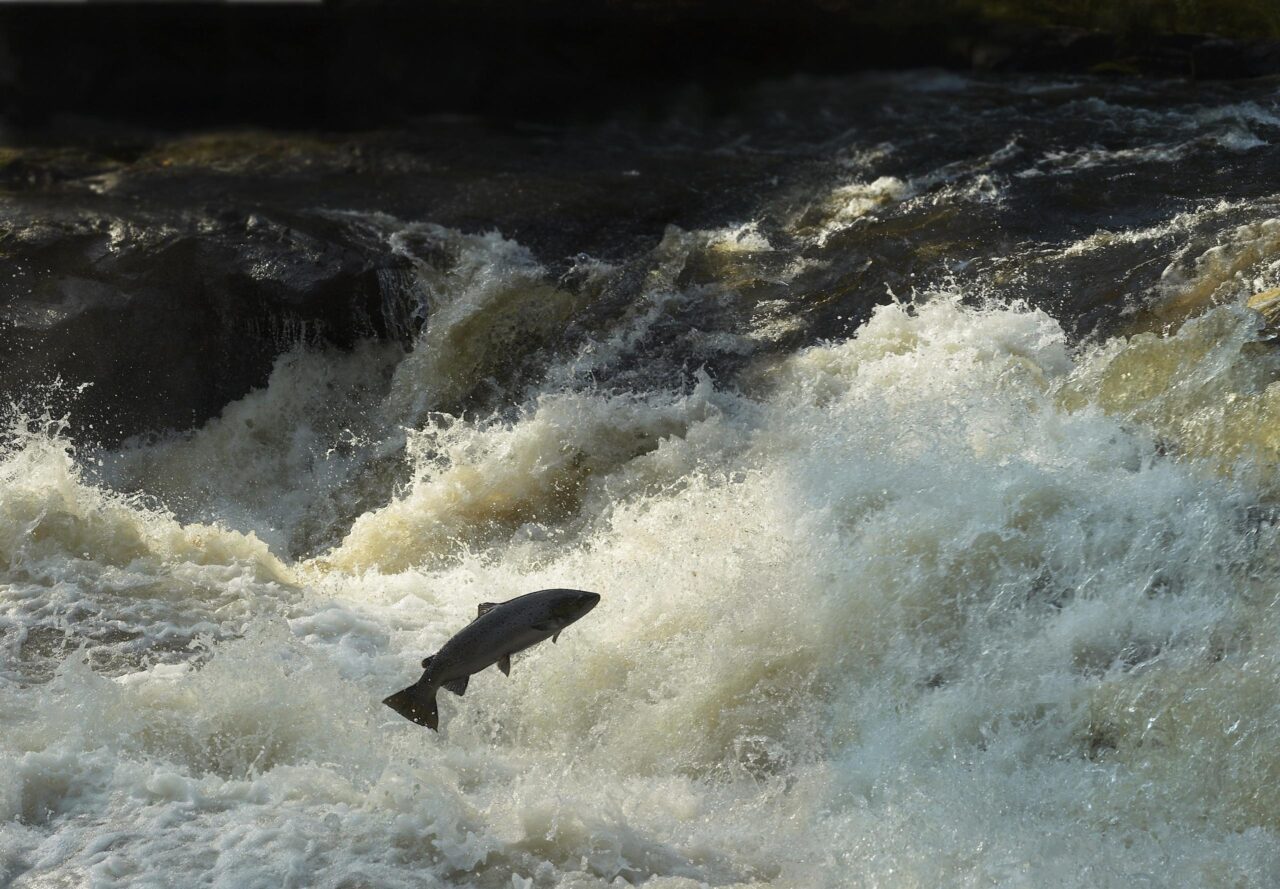 New study: time to review the release of farmed salmon