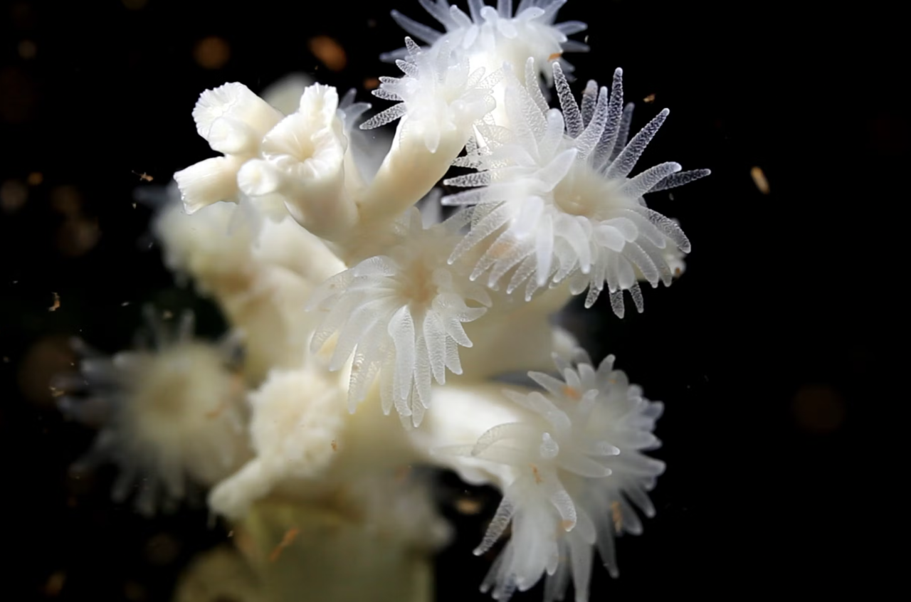 Svenska korallrev ska räddas