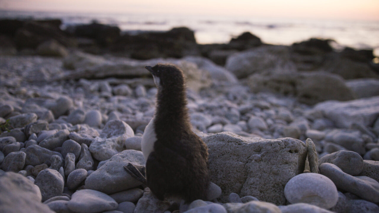 The journey of the guillemot