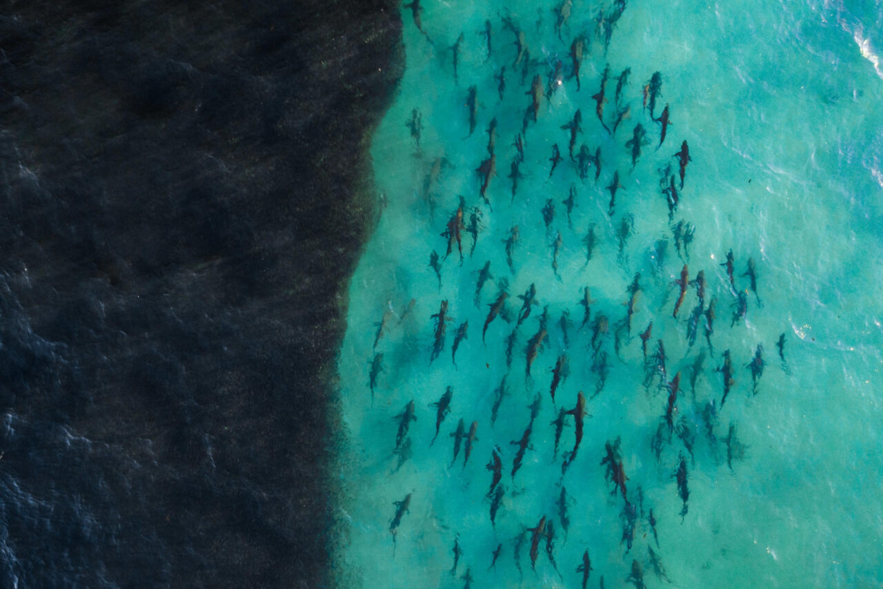 The battle for the kingdom of humpback whales