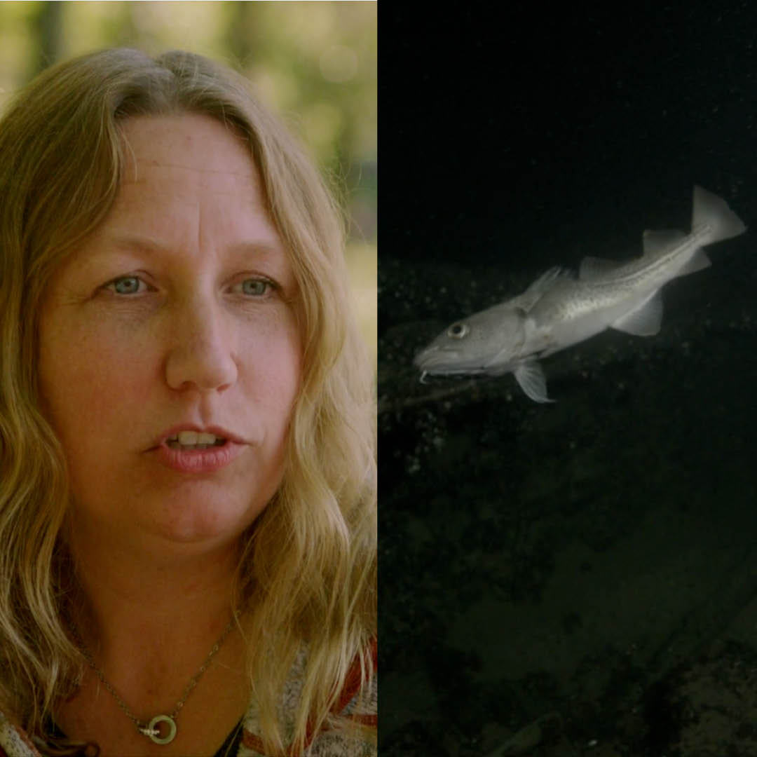 Ny forskning visar: mer syre, större torsk