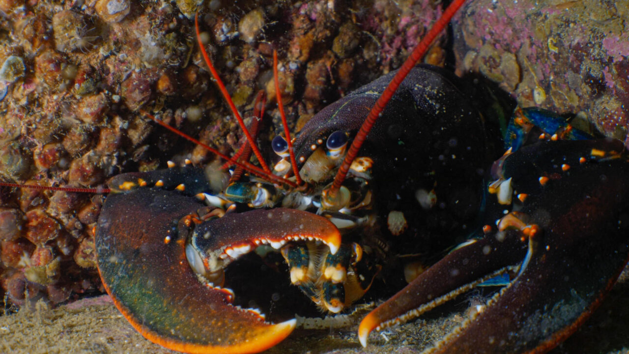 Betraktelser från ett dyk i Kosterhavet
