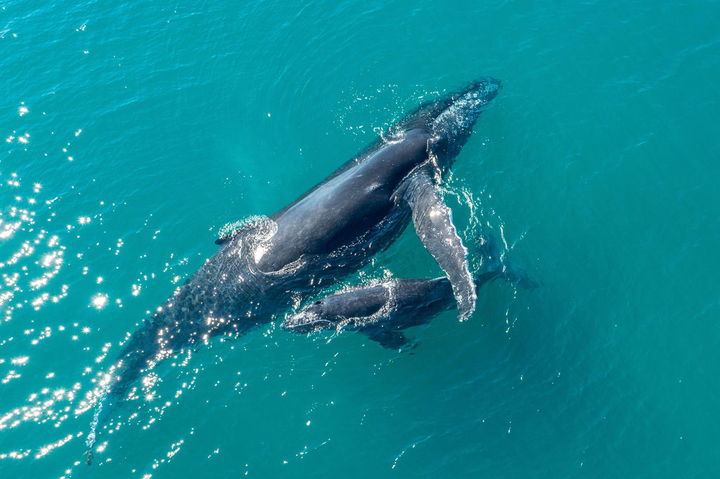 The humpback whale’s kingdom is saved