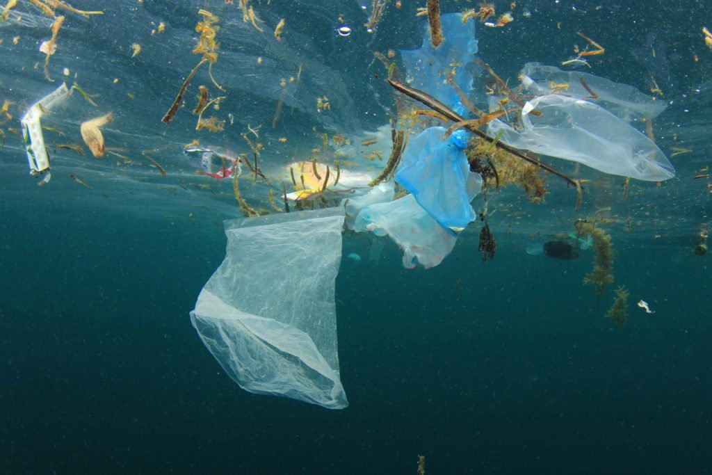 Plastic debris threatens marine wildlife: “Terrifying”
