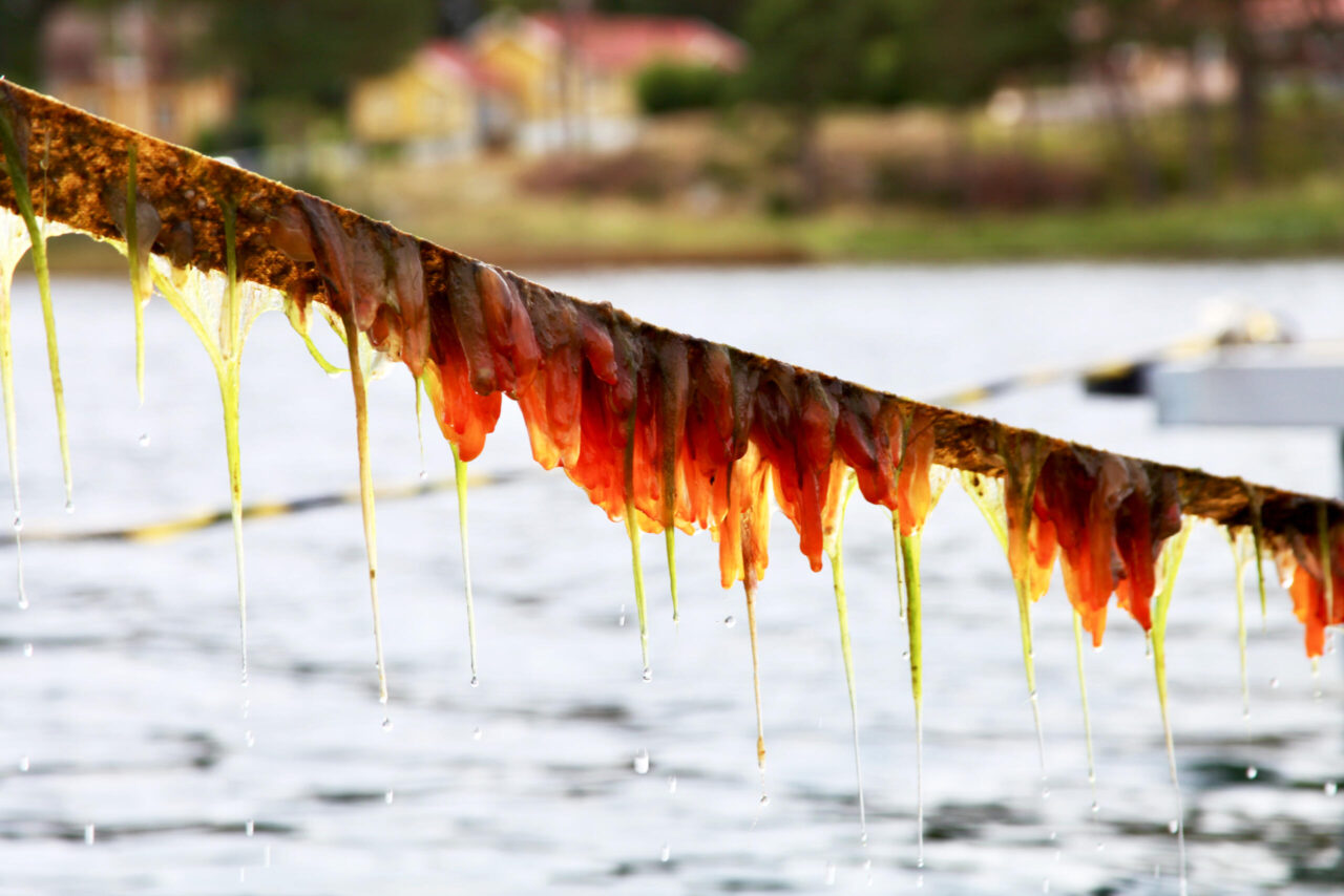 The new food beneath the surface