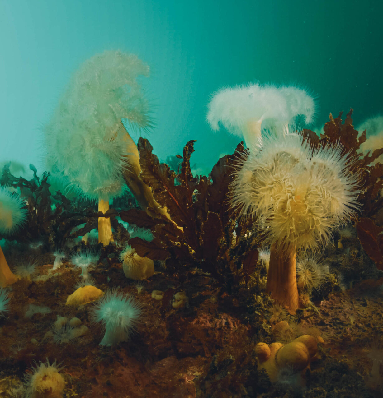 Levande botten – dött hav