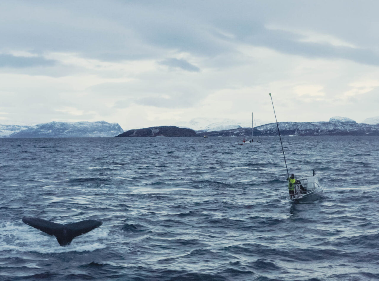 Out and scare whales