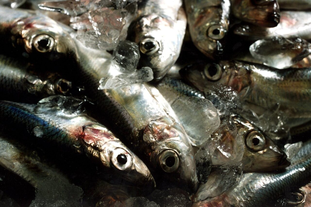 Less and less herring for coastal fishermen