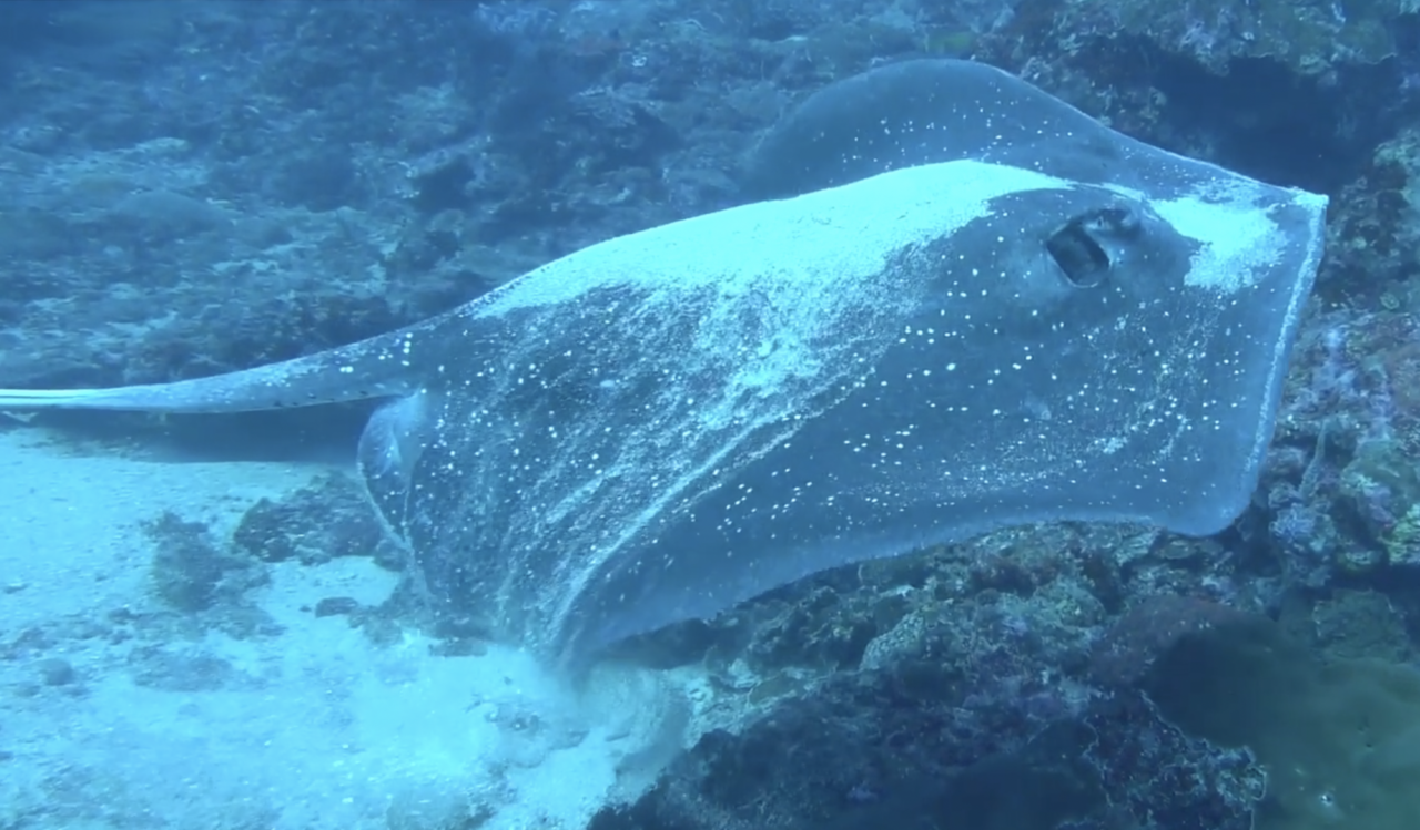 Now proven – ray fish and sharks sound