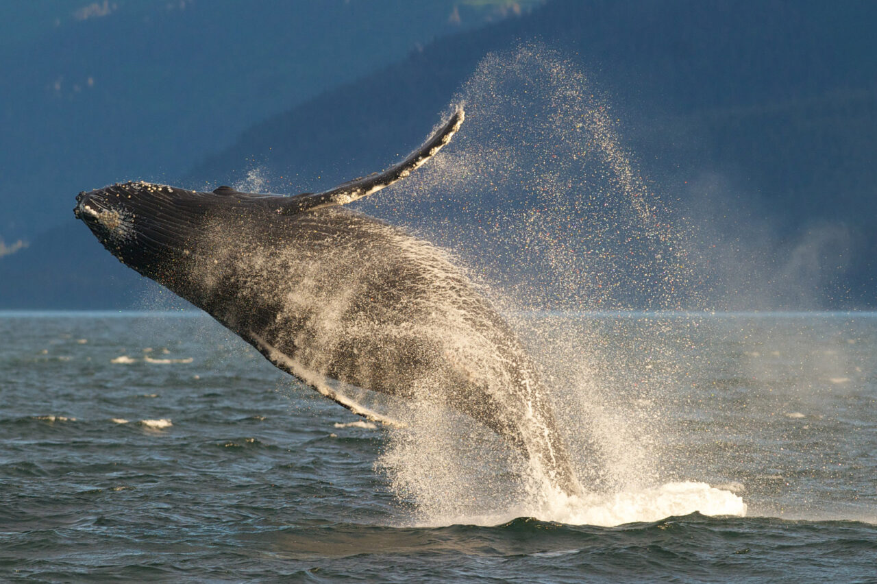 Local whale song spreads to other populations