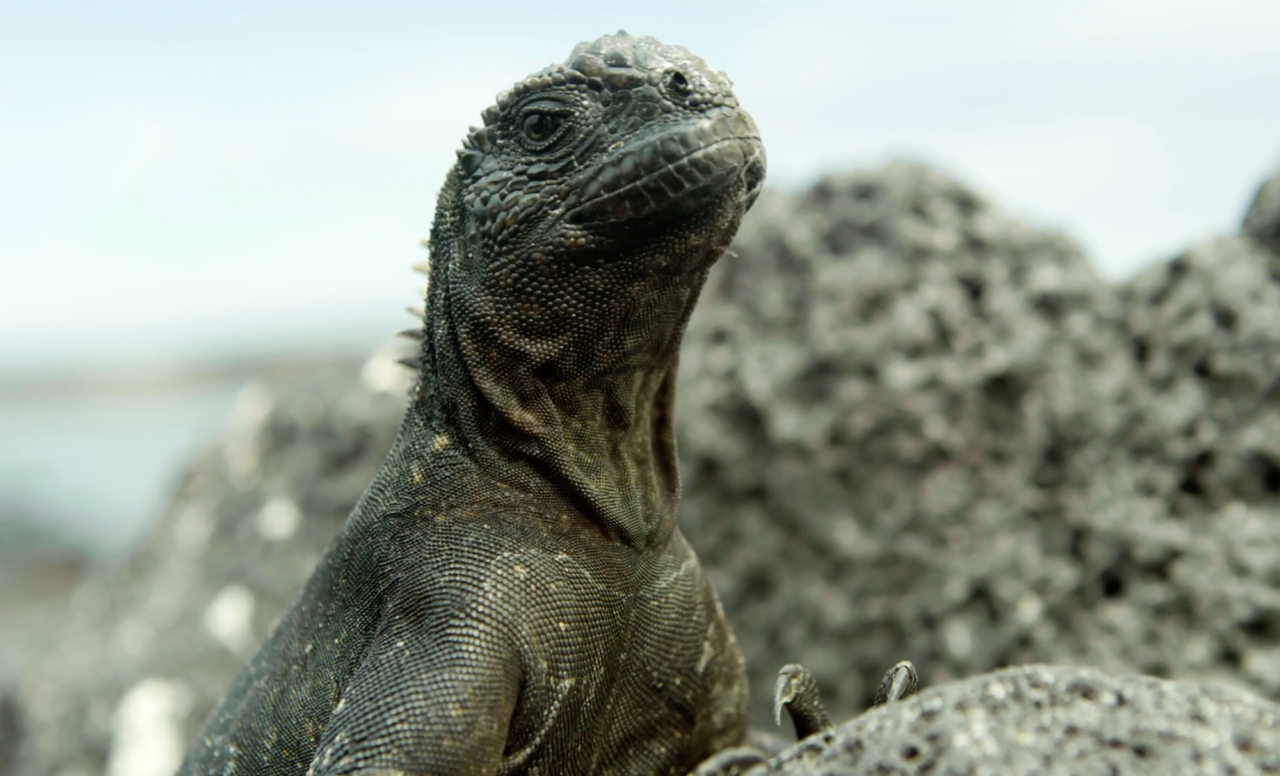 Galapagos, unik fauna på Fernandina Island
