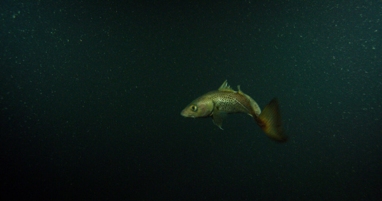 Gasexplosionen skedde mitt i torskens barnkammare