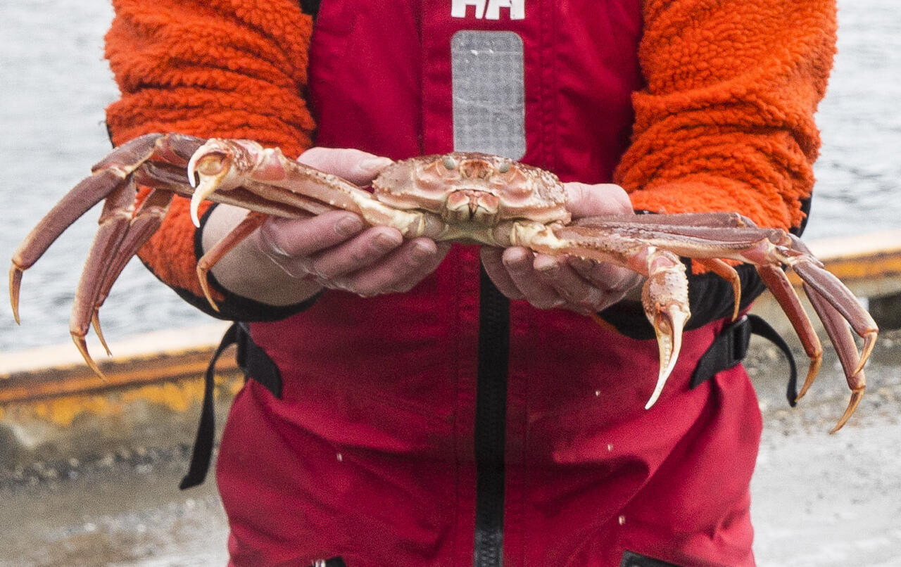 Delicacy crabs almost gone from the Bering Sea