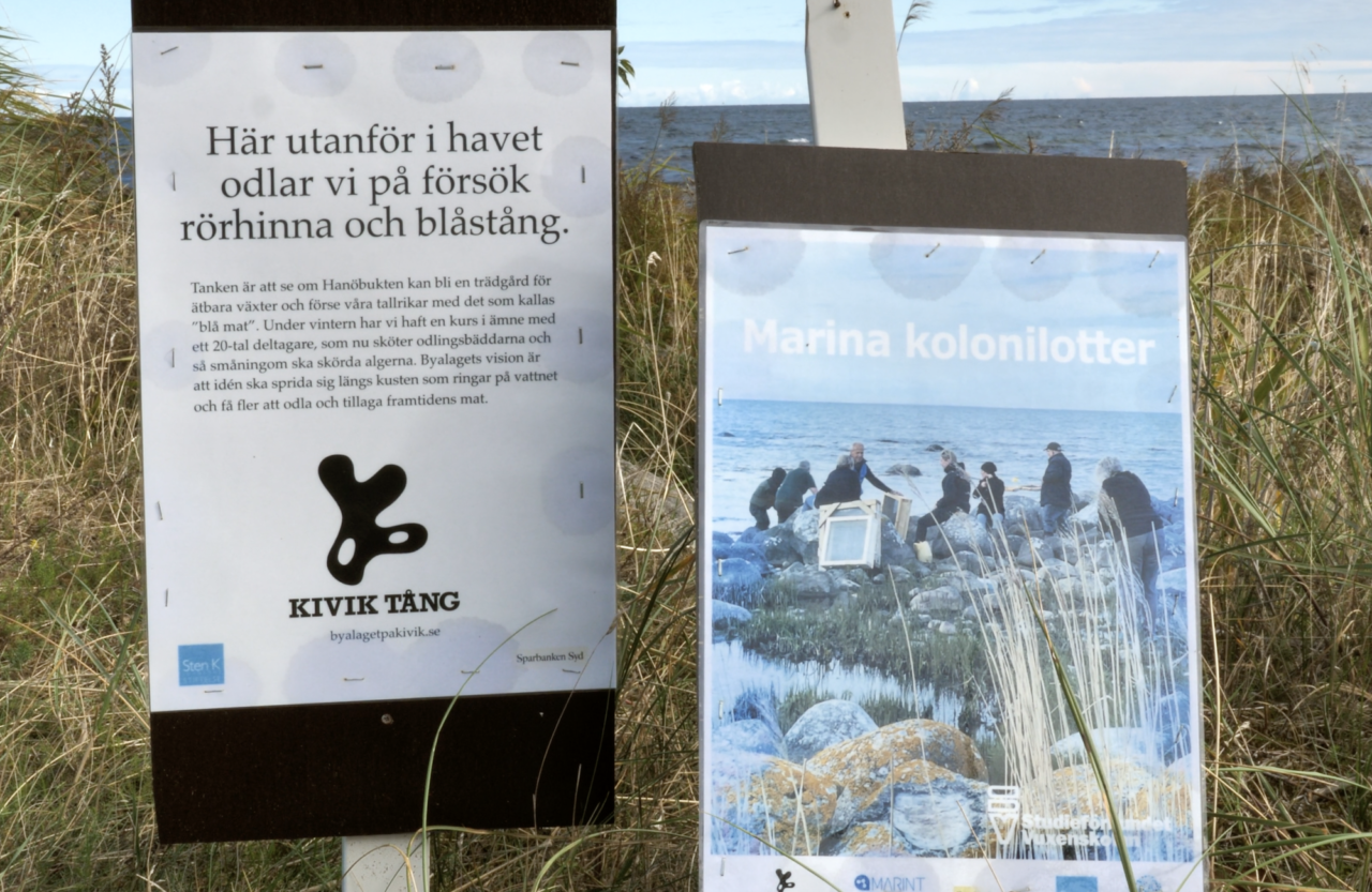 From eel coast to seaweed coast