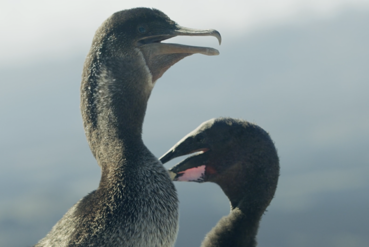 Galapagos – Den flyglösa skarven