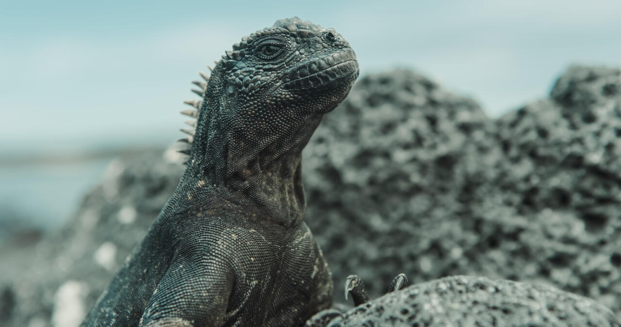 Galapagos, unique fauna on Fernandina Island
