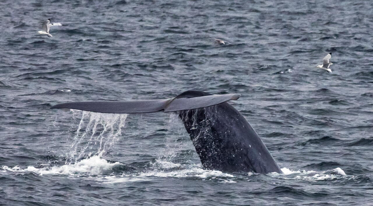 Blue whales eat 10 million microplastic pieces daily