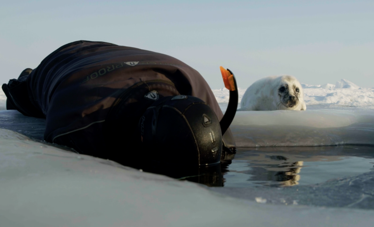 Del 2: Under isen – i sälens värld