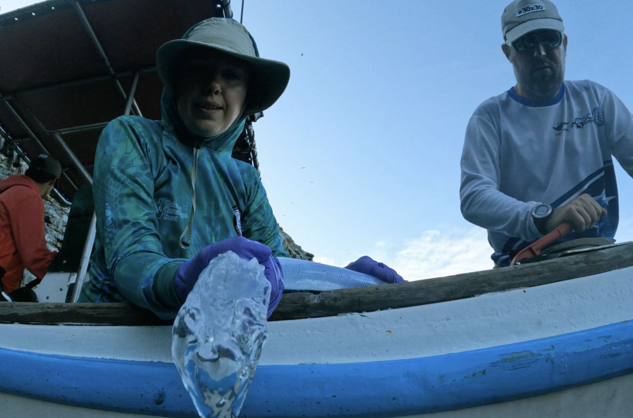 Mikroplast förorenar även de mest skyddade områdena i vårt hav