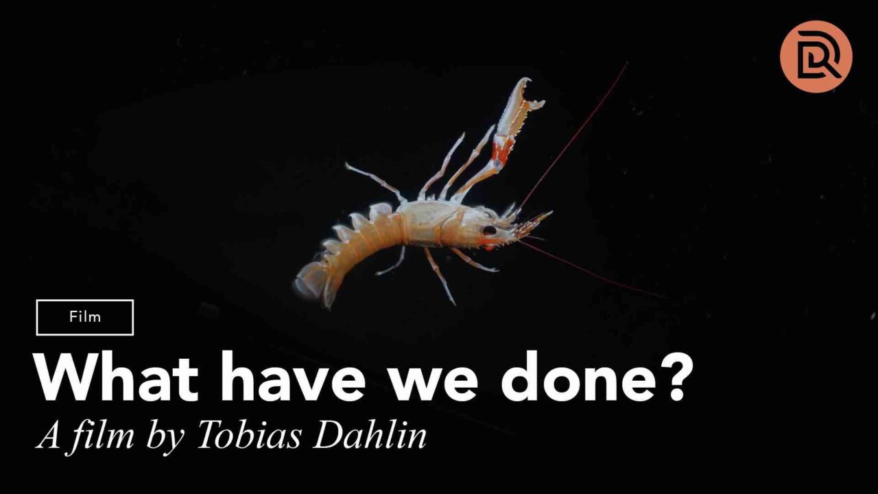 “What have we done?” – A film by Tobias Dahlin