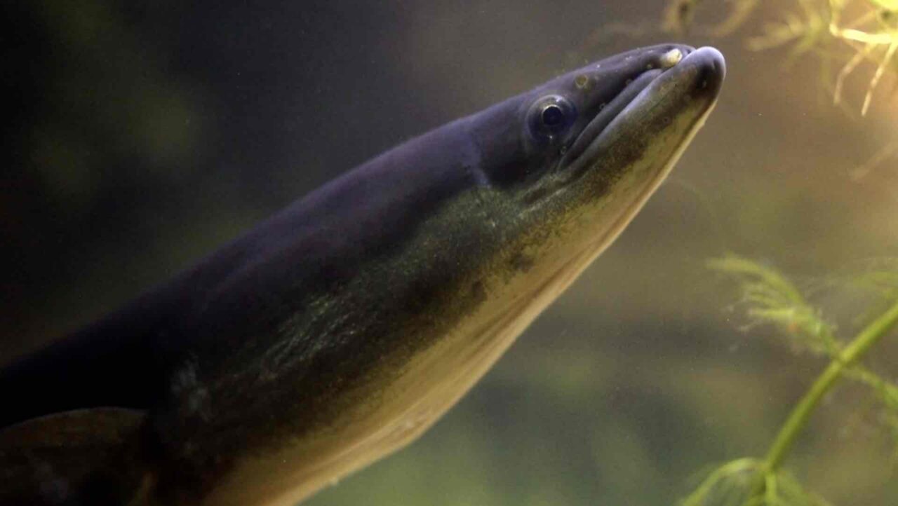 The Eel – the race to point zero