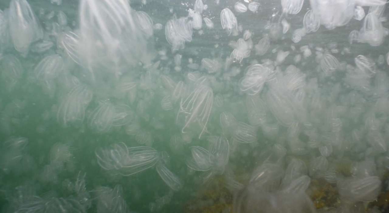 Invasiva arter: Del 2 – Kammaneten Mnemiopsis leydyi