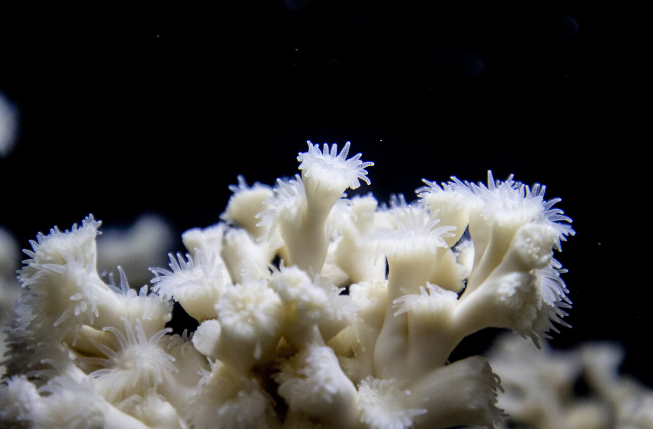 Efforts underway to save Sweden’s last coral reef