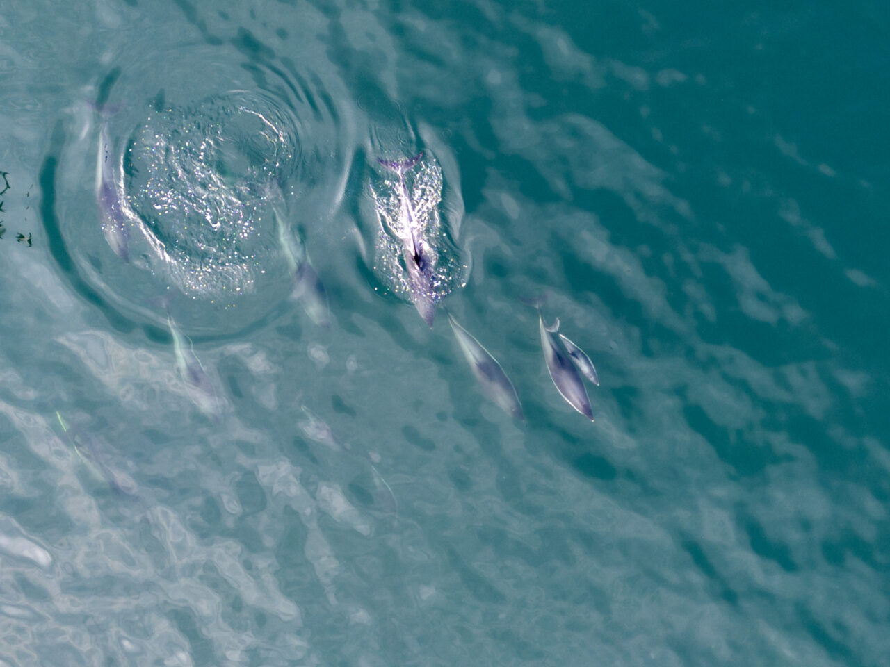 Fransk domstol: Förbjud fiske i delfinområden