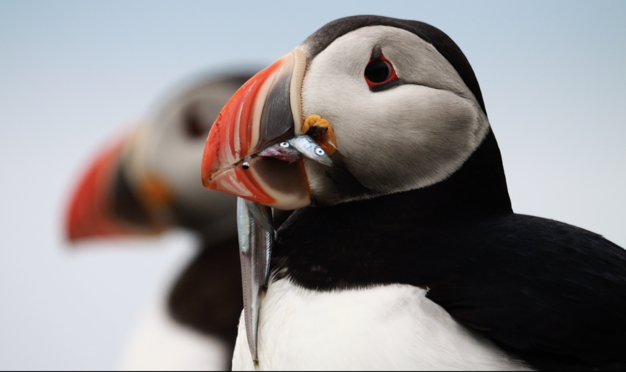 The puffins show how the sea is doing