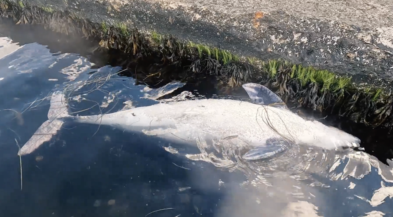 Porpoise – Why does so many die?