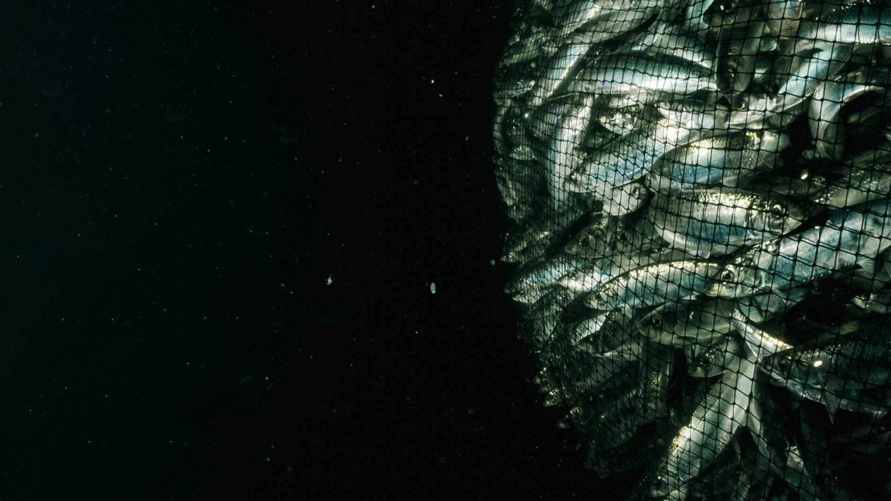 Environmental Organizations Sue EU Over Overfishing: Will Justice Be Served?