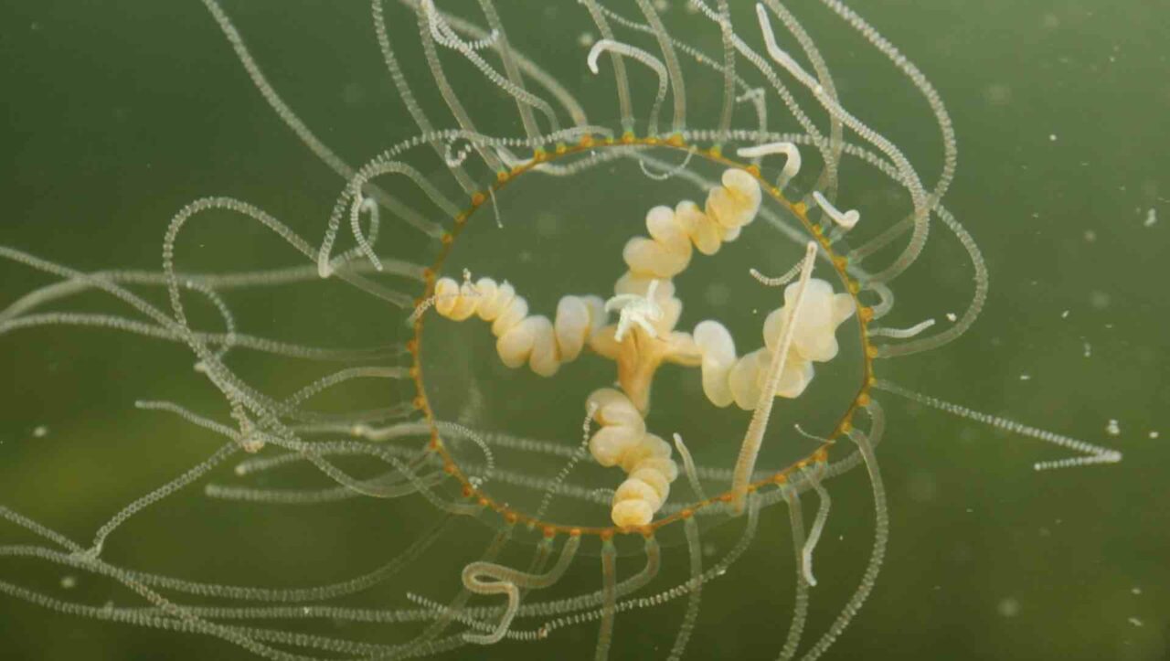 Invasiva arter: Del 5 – Klängmedusa – främmande men inte invasiv