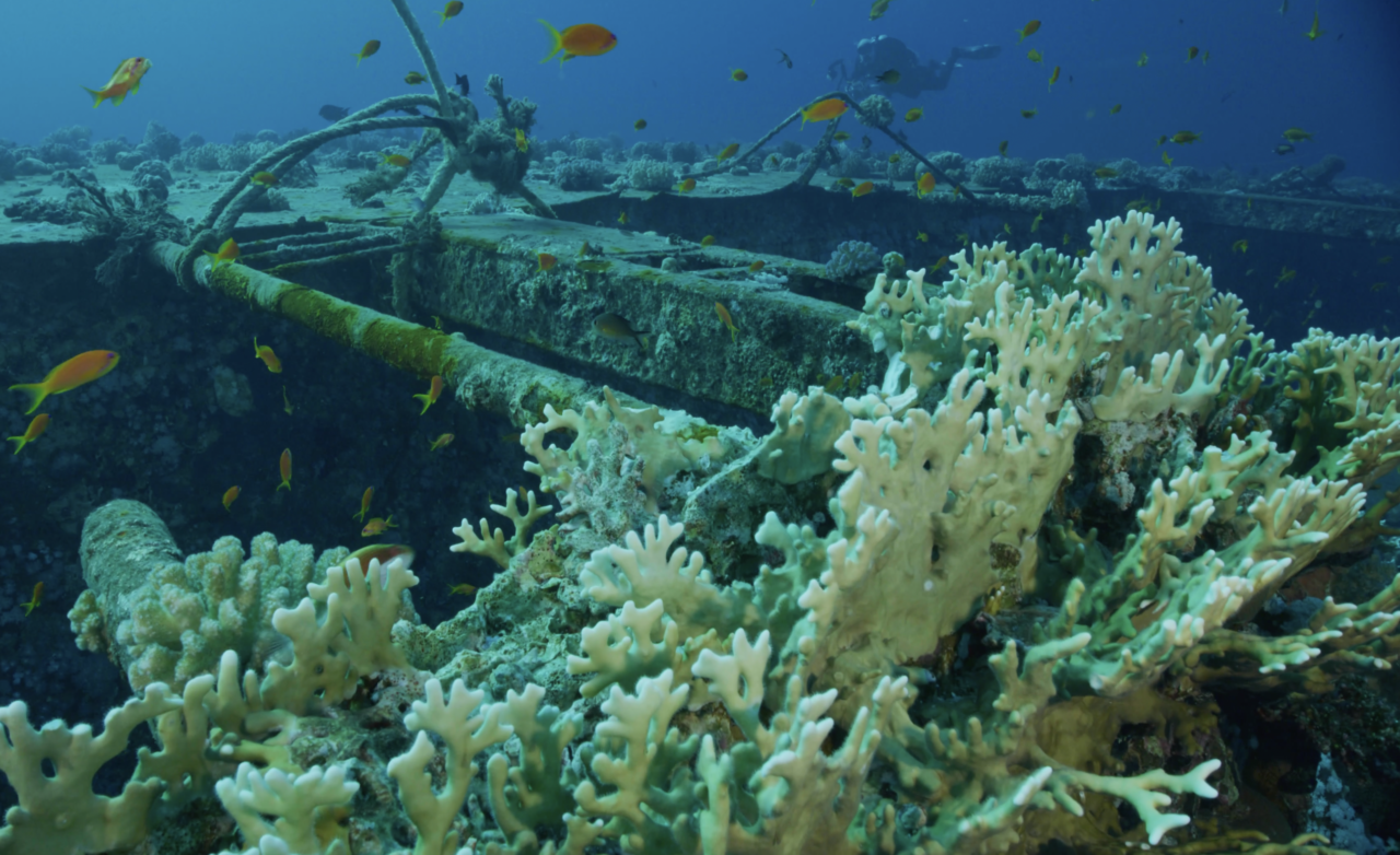 Korallerna tar över vraket