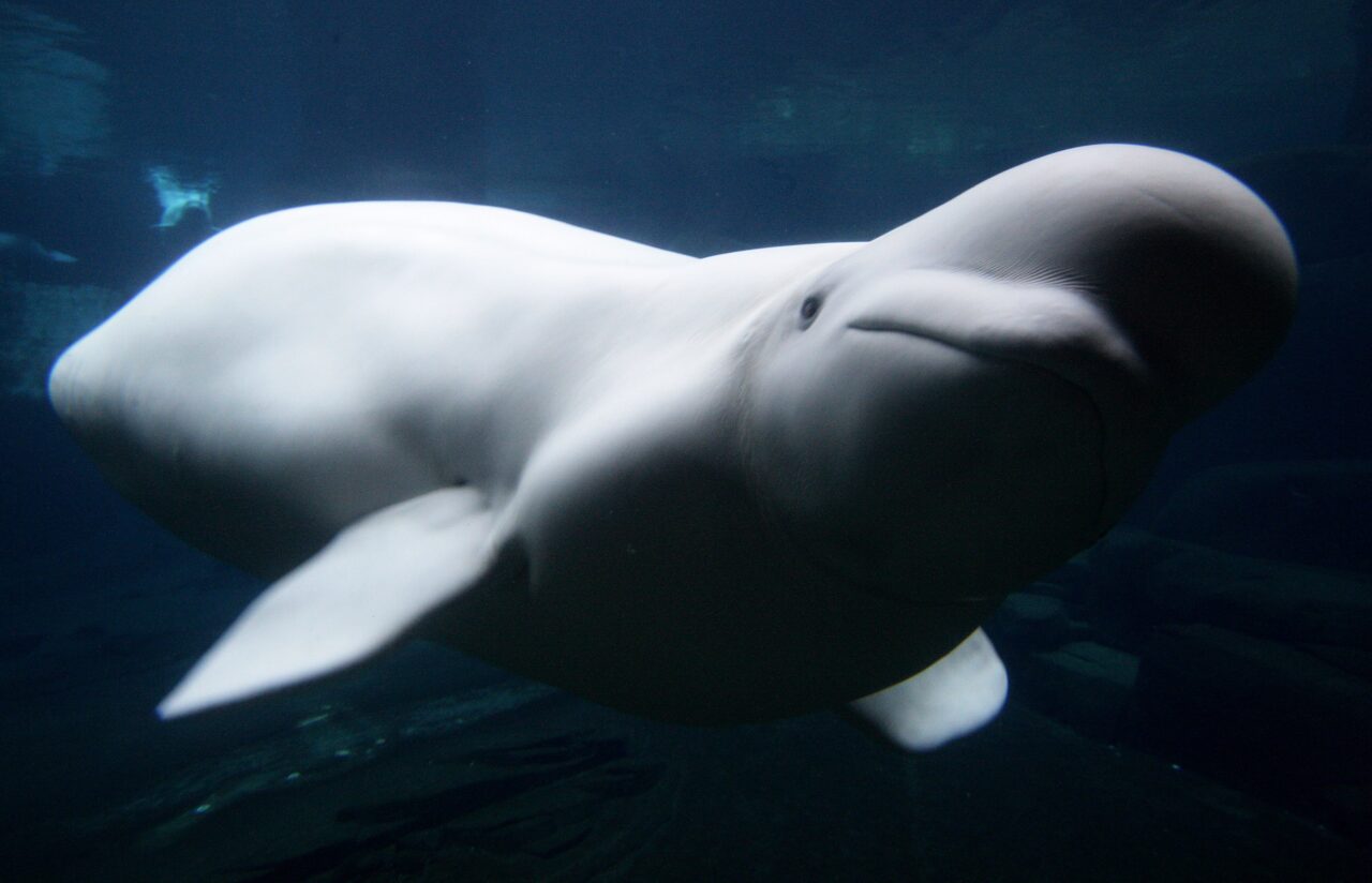 White Whale in Hunnebostrand – could be Russian “spy whale”