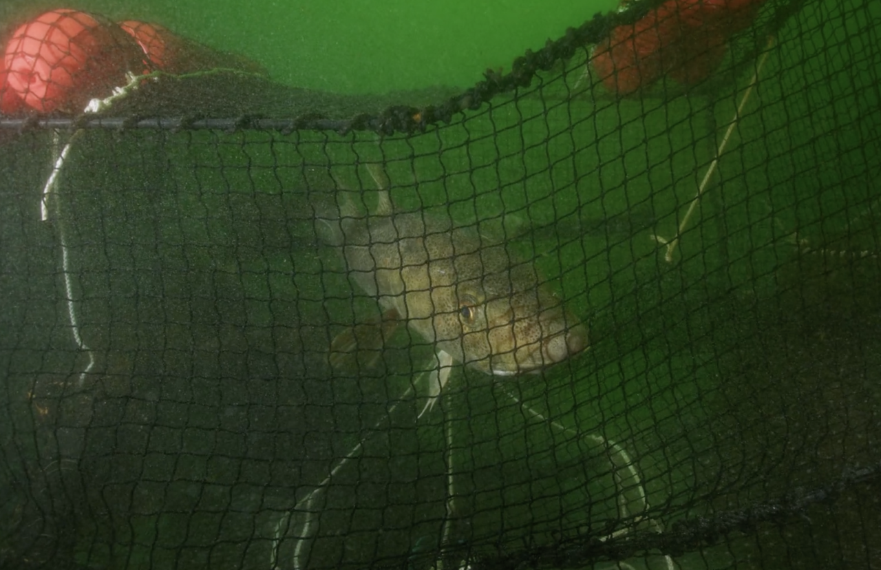 Torskar stressas av att fångas – Men hur ser de bästa fångstmetoderna ut?