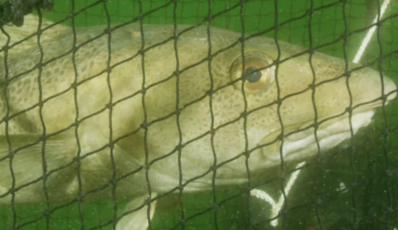 Marco Vindas on Pain in Fish