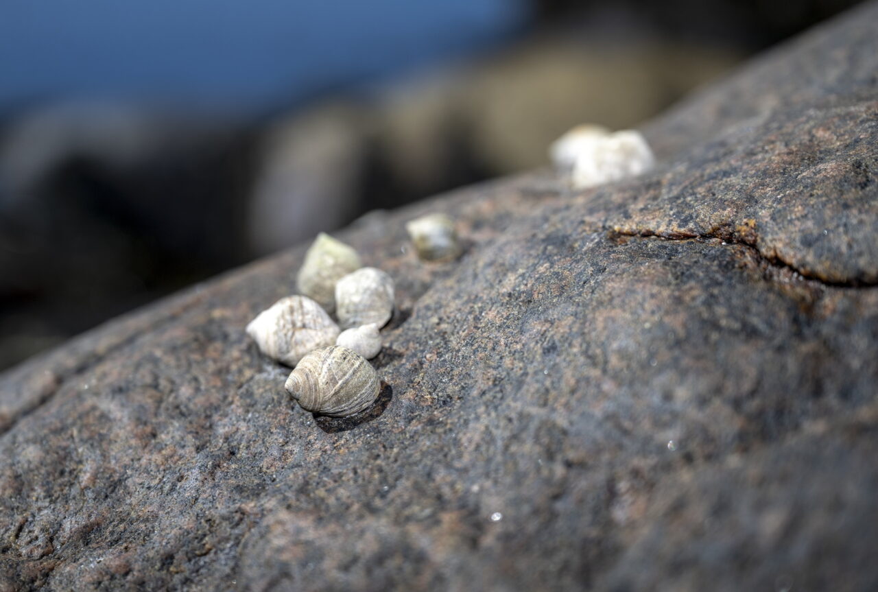 The Shells’ Secret can Benefit the Cod