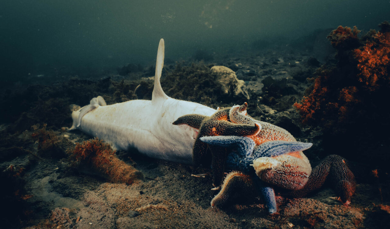 No Prosecution Against Those Who Dumped Spiny Dogfish  in Lysekil Last Year