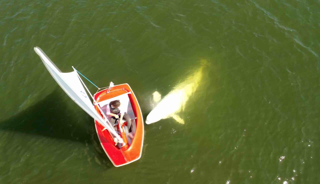 Här dyker valen Hvaldimir upp i Göteborgs hamn