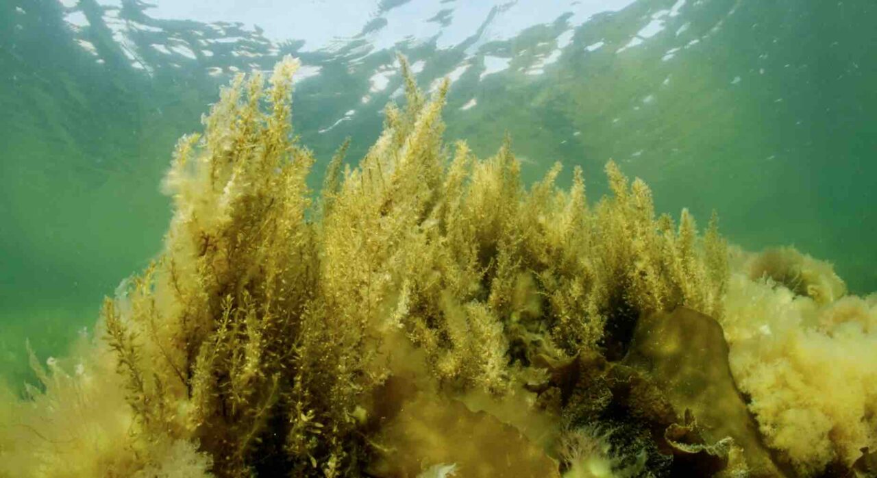 Invasive species: Part 6 – Sargasso Snare