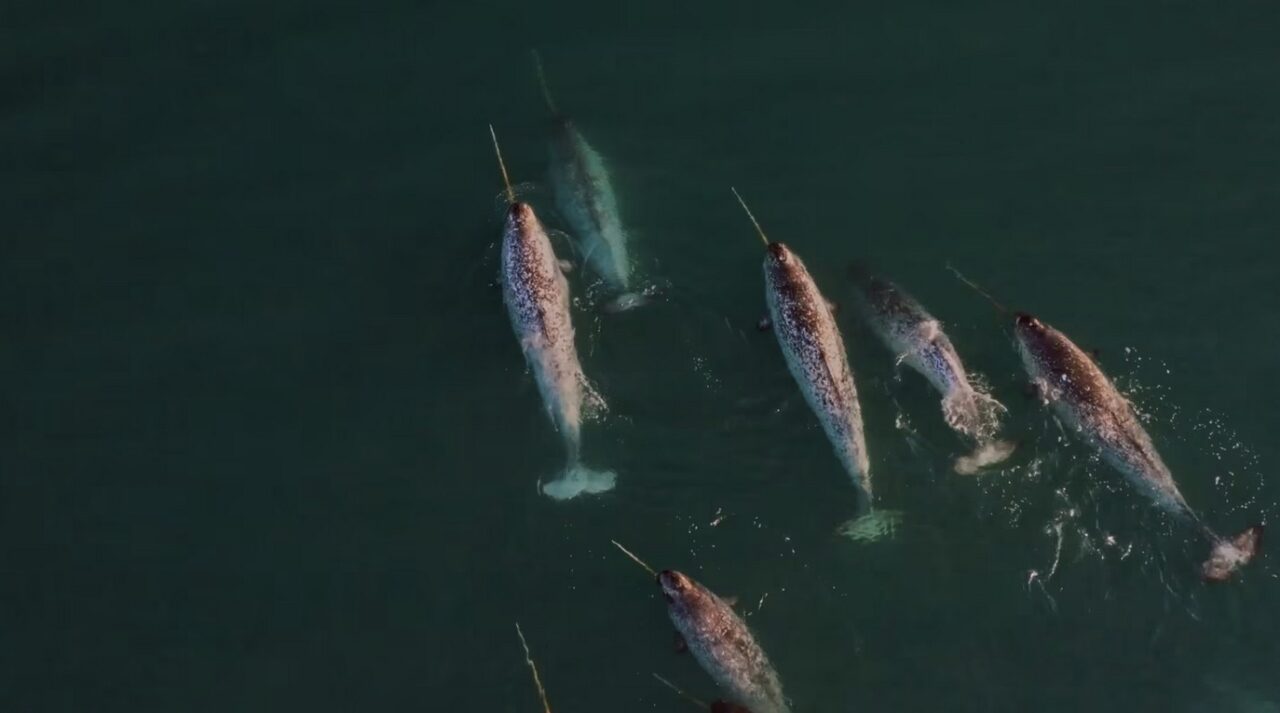 The secret of the narwhal