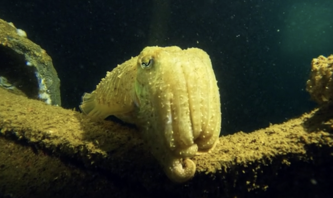 Rostiga vrak fylls med liv