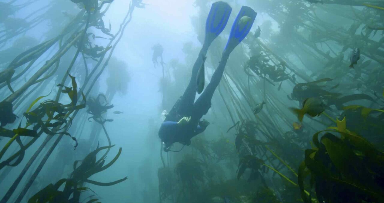 Shark Bytes: Empowering Conservation through Artificial Intelligence