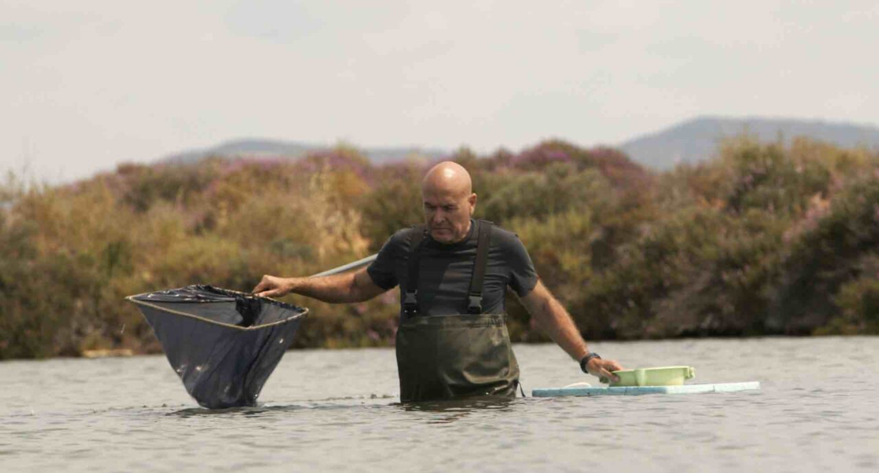 Konsten att rädda sjöhästar