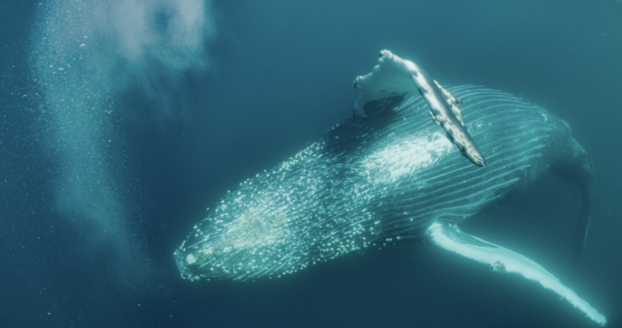 I think I’m in love with a whale