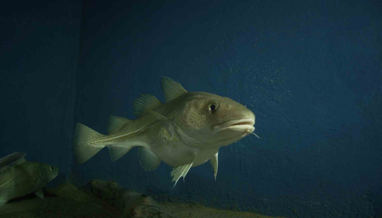 Reviving Hope for the Baltic Sea Cod