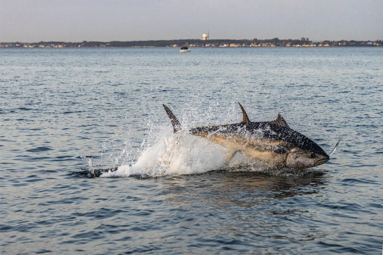 Mängder tonfisk i Öresund: aldrig sett så mycket