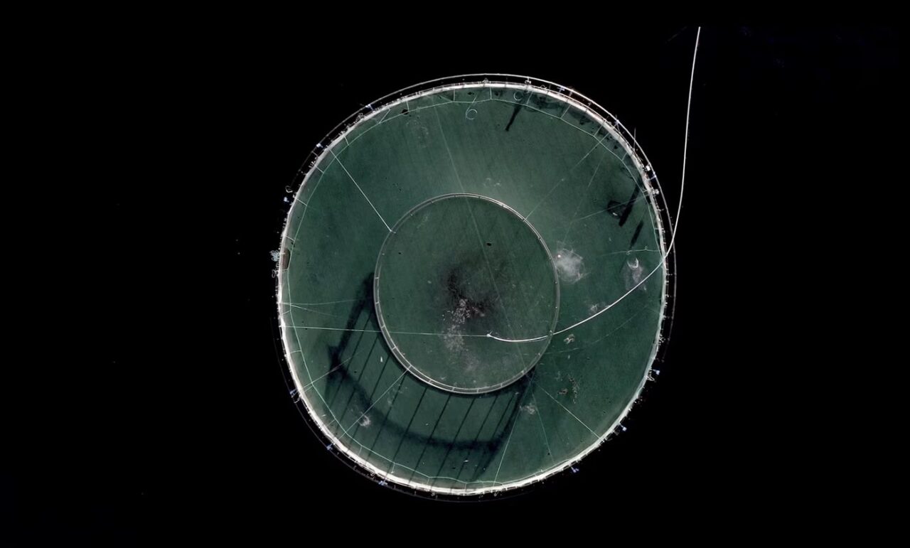 Improving Fish Welfare